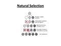 Natural Selection. Natural Selection in a Nutshell Variation (Due to Mutations/Sex) Selection Pressures (Environmental Constraints) Differential Survival.