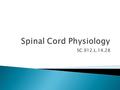 SC.912.L.14.28.  What does the spinal cord do?  White matter – nerve impulse conduction  Grey matter – receives and integrates incoming and outgoing.