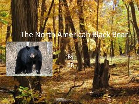 The North American Black Bear By BB. Black Bear Taxonomy Family: Ursidae Genus: Ursus Species: Americanus.