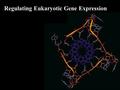 Regulating Eukaryotic Gene Expression. Why change gene expression? Different cells need different components Responding to the environment Replacement.