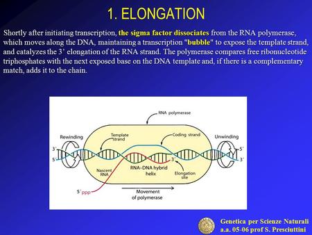 Genetica per Scienze Naturali a.a. 05-06 prof S. Presciuttini 1. ELONGATION Shortly after initiating transcription, the sigma factor dissociates from the.