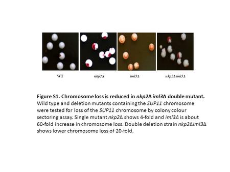 WT nkp2Δ iml3Δ nkp2Δ iml3Δ Figure S1. Chromosome loss is reduced in nkp2Δ iml3Δ double mutant. Wild type and deletion mutants containing the SUP11 chromosome.