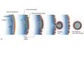 What physical structure do all viruses have in common? 1.Capsid 2.Tegument 3.Envelope 4.Histones.