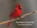 Northern Cardinal Cardinalis cardinalis. Range S. Ontario to Gulf States SW. U.S. Mexico to Belize.