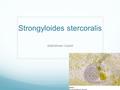 Strongyloides stercoralis Abdirahman Gulaid. Definition Human parasitic disease caused by nematode S. Stercoralis. Mostly in tropical, subtropical area.