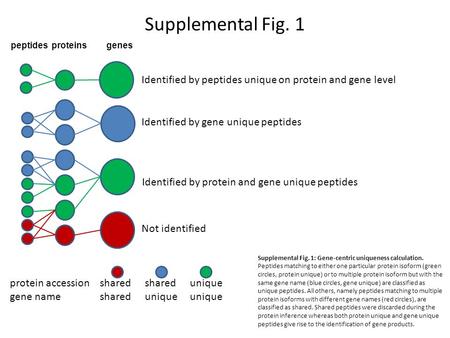 Peptidesproteinsgenes protein accessionsharedsharedunique gene nameshareduniqueunique Identified by gene unique peptides Identified by protein and gene.