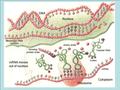 Operone lac Principles of protein structure and function Function is derived from structure Structure is derived from amino acid sequence Different.