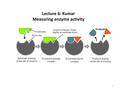 Lecture 6: Kumar Measuring enzyme activity 1. Effect of pH on enzyme activity 2.