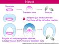 Stickase Substrate If enzyme just binds substrate then there will be no further reaction Transition stateProduct Enzyme not only recognizes substrate,