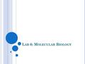 L AB 6: M OLECULAR B IOLOGY. 2004-2005 L AB 6: M OLECULAR B IOLOGY Description Transformation insert foreign gene in bacteria by using engineered plasmid.