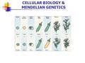 CELLULAR BIOLOGY & MENDELIAN GENETICS Cellular Biology.