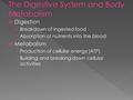  Digestion › Breakdown of ingested food › Absorption of nutrients into the blood  Metabolism › Production of cellular energy (ATP) › Building and breaking.