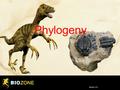 Version: 2.0 Phylogeny. Phylogeny and Taxonomy The evolutionary history of a group of related species is called phylogeny. Reconstructing phylogenies.