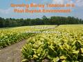 Growing Burley Tobacco in a Post Buyout Environment Dr. Gary Palmer University of Kentucky.