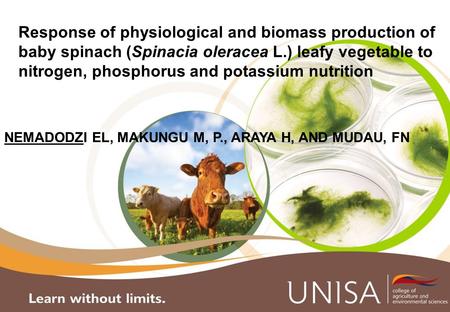 Response of physiological and biomass production of baby spinach (Spinacia oleracea L.) leafy vegetable to nitrogen, phosphorus and potassium nutrition.