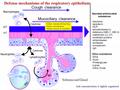 Submucosal Gland sol gel Other substances DNA Actin Proteoglycan Lipids Nitric Oxide Ciliary structure & beat freq. Mucus viscoelasticity Surface tension.