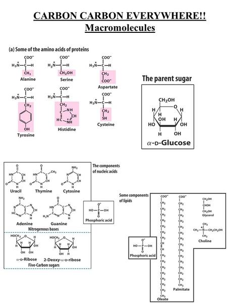 CARBON CARBON EVERYWHERE!! Macromolecules. Importance of carbon Single Double bonds with Oxygen Single Double bonds with Nitrogen Single Double Triple.