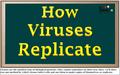 Viruses are the smallest type of biological particles. They cannot reproduce on their own. Here, we’ll show you one method by which viruses infect cells.