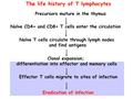 The life history of T lymphocytes Precursors mature in the thymus Naïve CD4+ and CD8+ T cells enter the circulation Naïve T cells circulate through lymph.