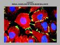 Lecture7 RENAL HANDLING OF ACID-BASE BALANCE. Acid-Base Background Information Traditionally Confusing SEVEN GENERAL GUIDLINES One ► One ►Balance principle.