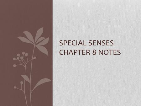 SPECIAL SENSES CHAPTER 8 NOTES. External Eye Eyelids Eyelashes Meibomian glands Ciliary glands Conjunctiva Lacrimal apparatus Six extrinsic eye muscles.