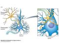 Figure 2.6 Synapses (Part 1). EM of synapses on cell body.