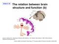 Slide 4.19 Carlson, Martin and Buskist, Psychology, 2 nd European edition © Pearson Education Limited 2006 Source: Carlson, N.R., Physiology of Behavior.