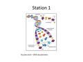 Station 1 Nucleic Acid – DNA double helix. Station 2 Carbohydrate – Monosaccharide (pentose – ribose)