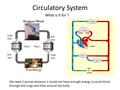 Circulatory System What is it for ? We need 2 pumps because 1 would not have enough energy to push blood through the lungs and then around the body.