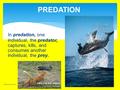 PREDATION In predation, one individual, the predator, captures, kills, and consumes another individual, the prey. Adrienne Farmers.