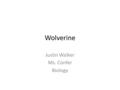 Wolverine Justin Walker Ms. Confer Biology. Wolverine Looking like a small bear, the Wolverine is a fierce species of the Weasel family and the largest.