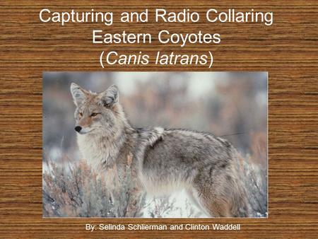 Capturing and Radio Collaring Eastern Coyotes (Canis latrans) By: Selinda Schlierman and Clinton Waddell.