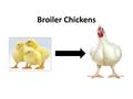 Broiler Chickens. What is the brooder? A home for the chicks for the first couple of weeks you are raising them Clean sawdust (wood shavings) should be.