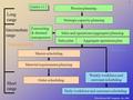 © The McGraw-Hill Companies, Inc., 2004 1 Master scheduling Material requirements planning Order scheduling Weekly workforce and customer scheduling Daily.