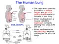 The Human Lung The lungs are a place for your blood to receive oxygen and get rid of carbon dioxide made by the cells in your body. When you breathe in,