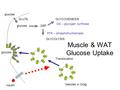 Glucose G6P GLUTsGLYCOGENESIS GLYCOLYSIS glucose insulin Translocation Vesicles in Golgi PFK – phosphofructokinase GS – glycogen synthase Muscle & WAT.