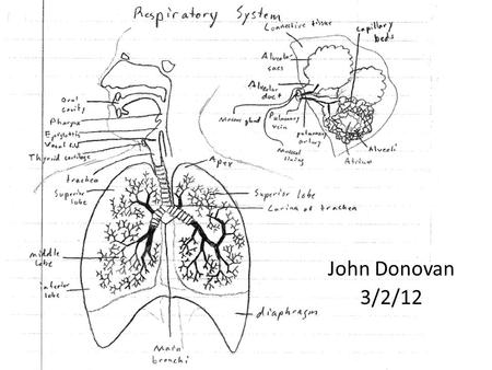 John Donovan 3/2/12. Respiratory System The function of this system is to provide your body with oxygen in order to keep you alive and perform cellular.