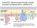 In the ETC, electrons pass through a series of protein complexes and e - carriers to O 2 Intermediate steps (instead of direct transfer to O 2 ) allow.