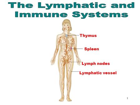 1 The Lymphatic & Immune Systems Thymus Spleen Lymph nodes Lymphatic vessel.