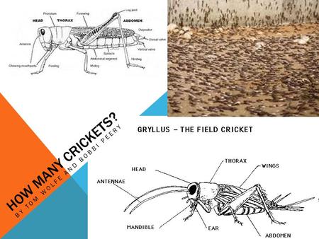 HOW MANY CRICKETS? BY TOM WOLFE AND BOBBI PEERY. ENGAGE The teacher will provide a myth about crickets, and some statistics about the number of certain.