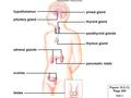 Slide 1 hypothalamus pituitary gland adrenal glands ovaries testes pineal gland thyroid gland parathyroid glands thymus gland pancreatic islets Figure.