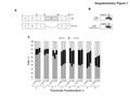 B C Supplementary Figure 1 Control X0 Control X9  -HBx (mAb)  -HBx (rabbit serum) ABCEFD 1 58 85 120 154 aa ABCEF X0 X9 (  D) A 100 90 80 70 60 50 40.