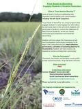 From Seeds to Shoreline Some of South Carolina’s coastline has lost important natural buffers and critical habitat – including the salt marsh ecosystem.