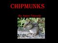 Chipmunks By: Aaron Talcovitz. Classification Phylum: Chordata Class: Mammalia Order: Rodentia Family: Sciuridae Genus: Tamias.