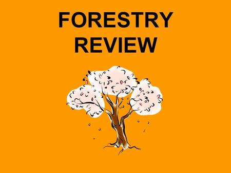 FORESTRY REVIEW. A large, woody plant with a single, sturdy stem, or trunk, and that grows taller than most other plants. TREE.