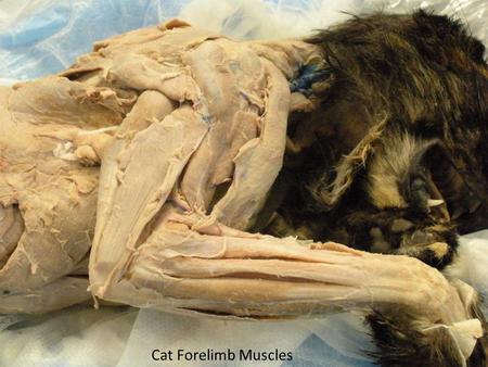 Cat Forelimb Muscles. Long Head- Triceps brachii m. Lateral Head-Triceps brachii m. Spinous head-Deltoideus m. Acromial Head-Deltoideus Brachiocephalicus.