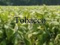 Tobacco. I. Factors that lead to tobacco use. advertising social pressures stress.