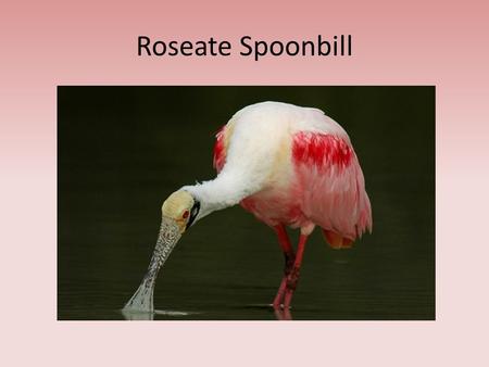 Roseate Spoonbill. What is it? A “wading” bird Lives in Florida Feeds on: – Invertebrates – Amphibians – Fish.