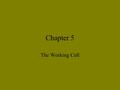 Chapter 5 The Working Cell What do Fireflies have to do with energy? The light flashes they create require energy What is the main reason for producing.