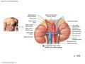 © 2015 Pearson Education, Inc. Figure 18-14a The Adrenal Gland. A superficial view of the kidneys and adrenal glands a Right and left inferior phrenic.